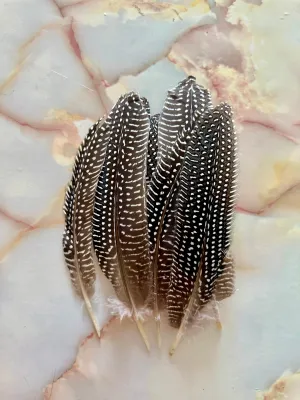 Feather 79