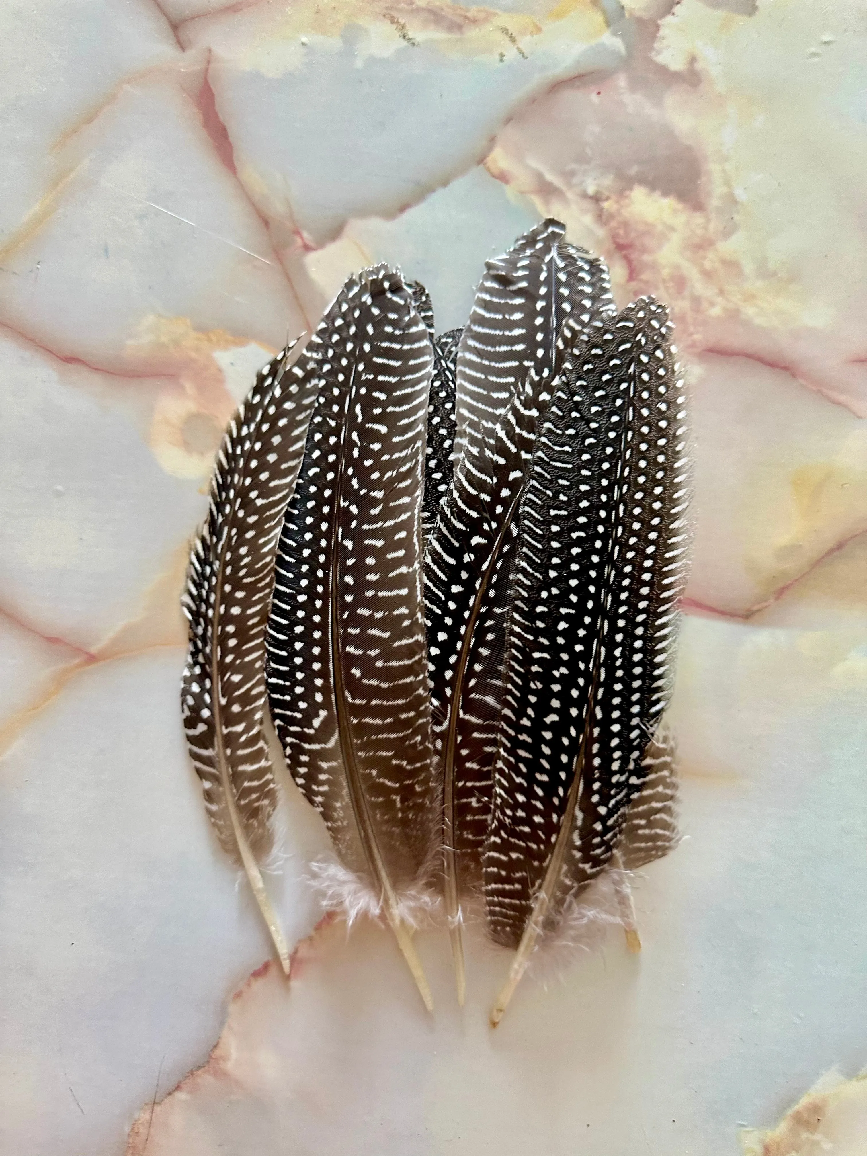 Feather 79